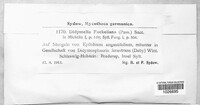 Seimatosporium tostum image